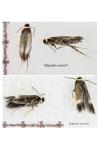 Stigmella aceris