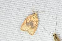 Acleris forsskaleana