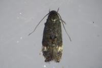 Elachista serricornis