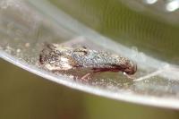 Elachista serricornis