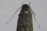 Elachista serricornis