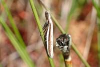 Pleurota bicostella