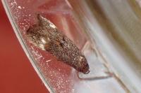 Elachista serricornis