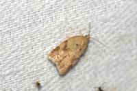 Clepsis consimilana