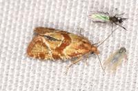 Aethes hartmanniana