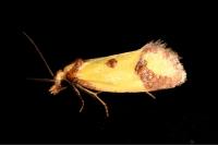 Agapeta zoegana