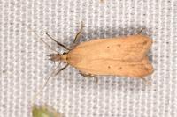 Dichomeris limosella