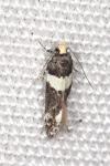 Recurvaria leucatella