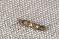 Scythris scopolella