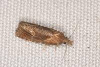 Phtheochroa inopiana
