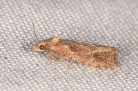 Phtheochroa inopiana