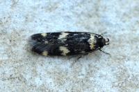 Oegoconia