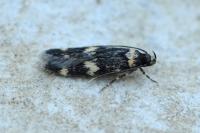 Oegoconia