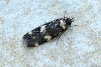 Oegoconia