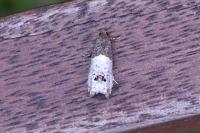 Notocelia roborana