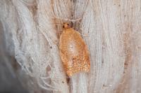 Clepsis consimilana