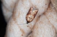 Acleris schalleriana