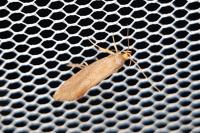 Crassa unitella