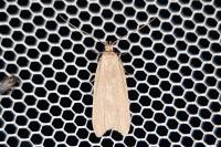 Acompsia cinerella