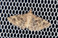 Alucita hexadactyla