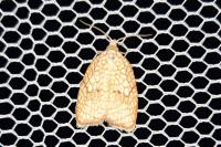 Acleris forsskaleana