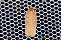 Agonopterix scopariella