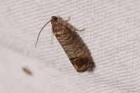 Cydia pomonella