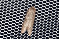 Blastobasis