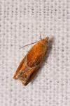 Ancylis obtusana