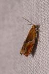Ancylis obtusana