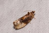 Hedya nubiferana
