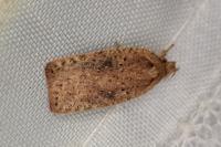 Agonopterix
