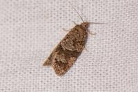 Cnephasia