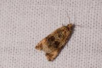 Celypha lacunana
