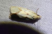 Agapeta hamana
