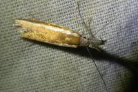 Pleurota aristella
