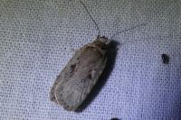 Agonopterix ocellana