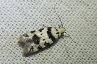 Pseudotelphusa scalella