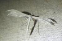 Pterophorus pentadactylus