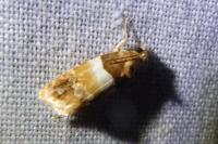 Epinotia festivana