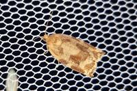 Archips xylosteana
