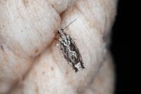 Zeiraphera isertana