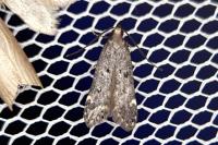 Dichomeris alacella