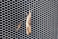 Ypsolopha scabrella