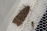 Anacampsis blattariella/populella
