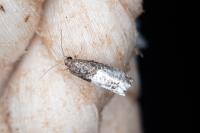 Notocelia roborana