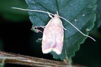Carcina quercana