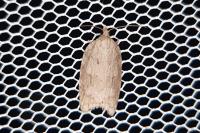 Acleris sparsana