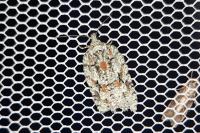 Acleris literana