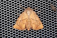Apoda limacodes